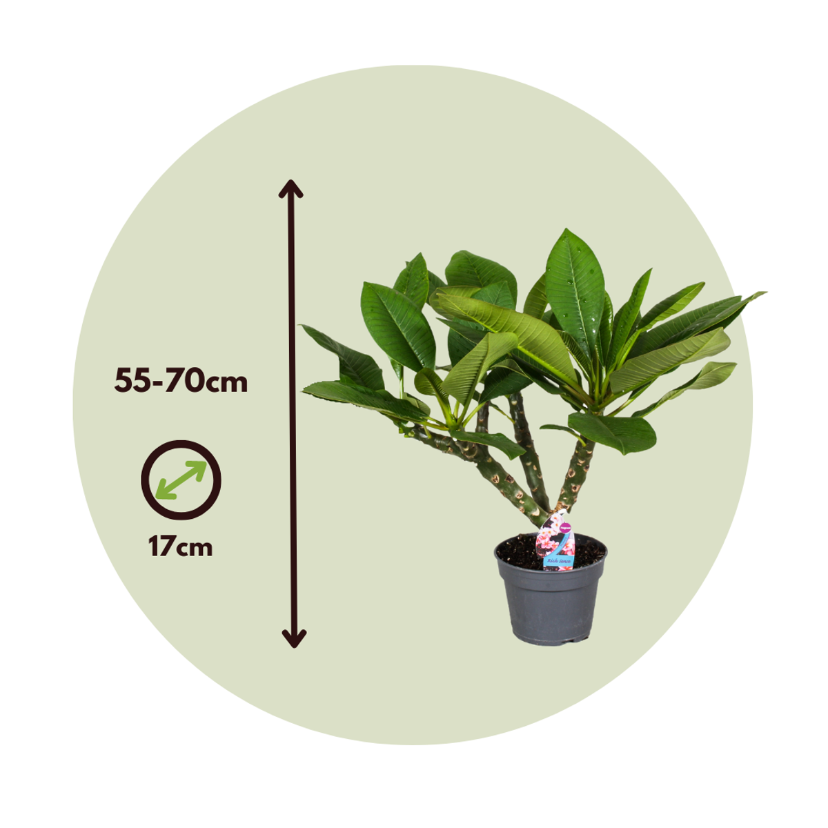 Oasis of Life - Wholesale Live Plant - Plumeria rubra – Hawaiian Palm / Frangipani – Height 55–70cm – Ø17cm – Tropical indoor & terrace plant with fragrant flowers – Exotic eye-catcher for indoors & outdoors3