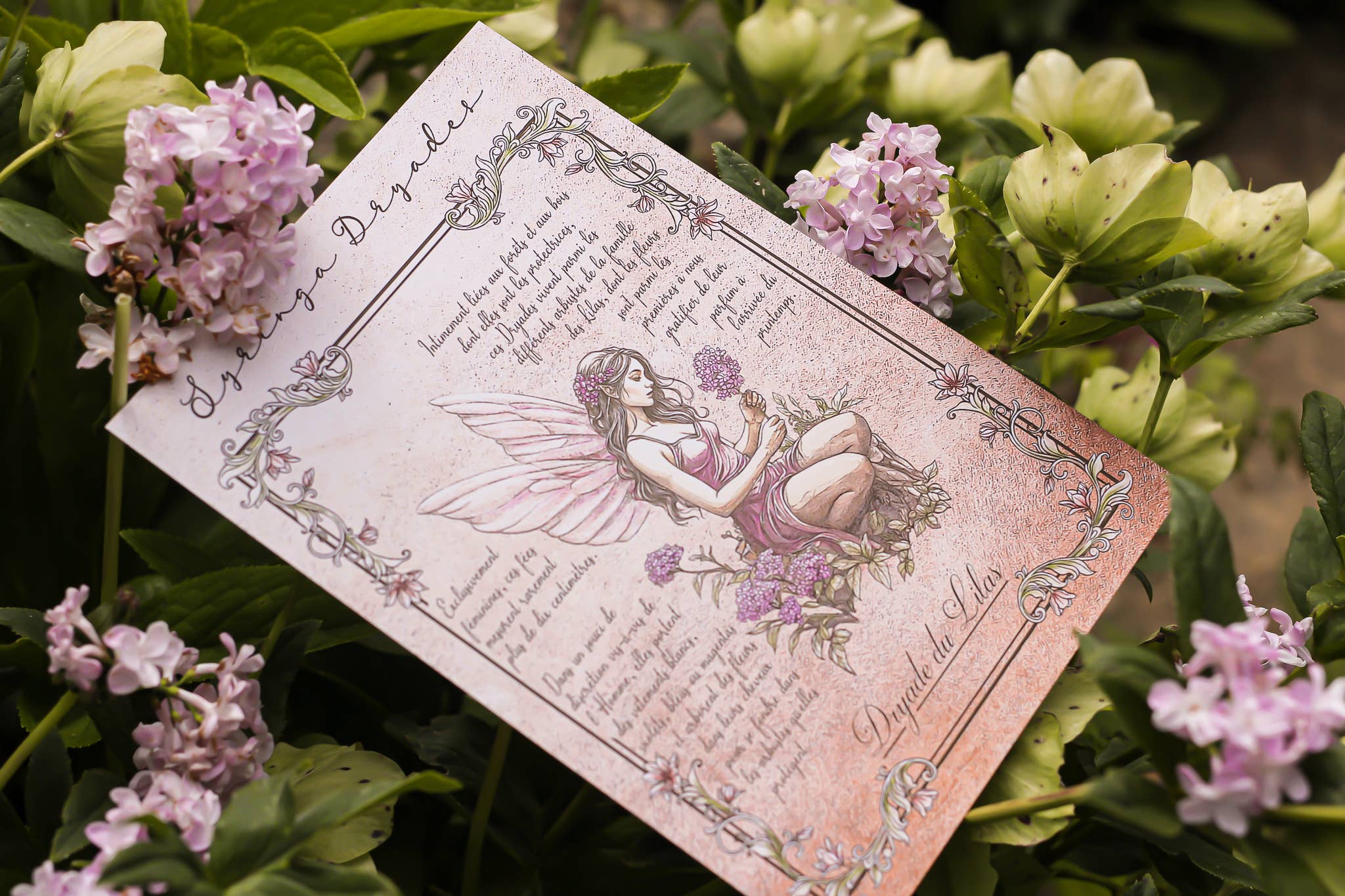 Faërie - Wholesale Art Print - Lilac Dryad7