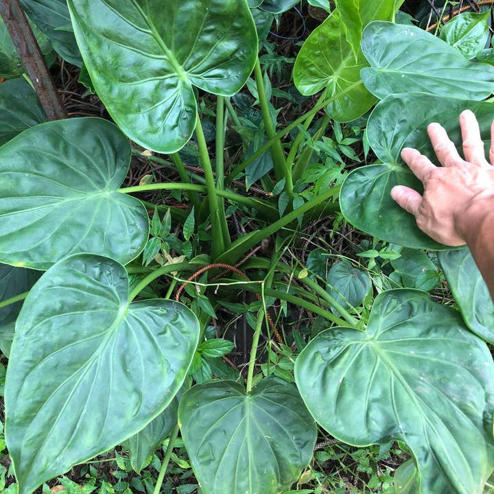 Rooster farms - Vente Plante - 1 lb de bulbes de racines de taro alocasia petite oreille d'éléphant pour la culture2