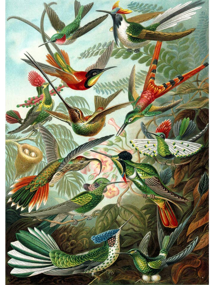 PAINTED - Wholesale Socks - Unisex - Socks by Haeckel (Trochilidae) | Painted1