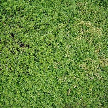 Sow True Seed - Vente Graines de plantes - Graines de Thym - Anglais4