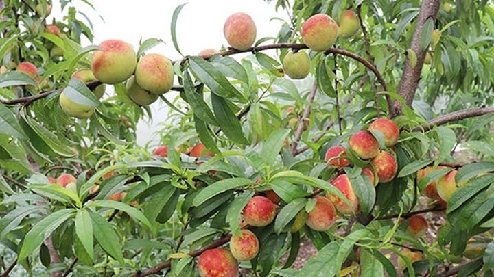 OhFresh Brands - Wholesale Fruit Juice - OhFresh Juice Peach 500 ml (12pk)3