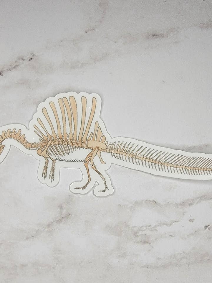 Spinosaurus Skeleton Fossil Sticker for wholesale by Kingdom Animalia