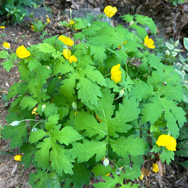 Celandine Poppy Seeds (Stylophorum Diphyllum) - require Stratification for Germination for wholesale by Steep Hill Garden