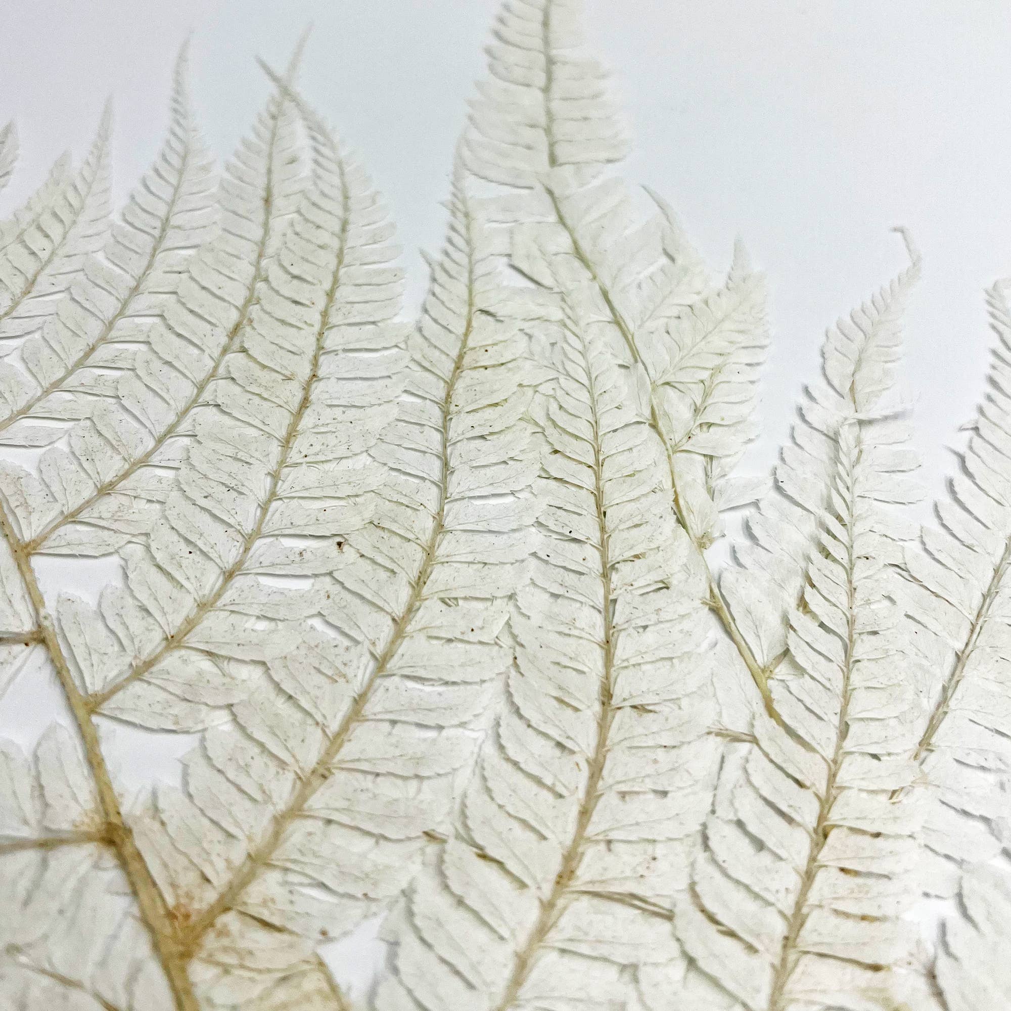 2626 Designs - Wholesale Dried/Pressed Flowers - Dried Preserved Fern 14"23