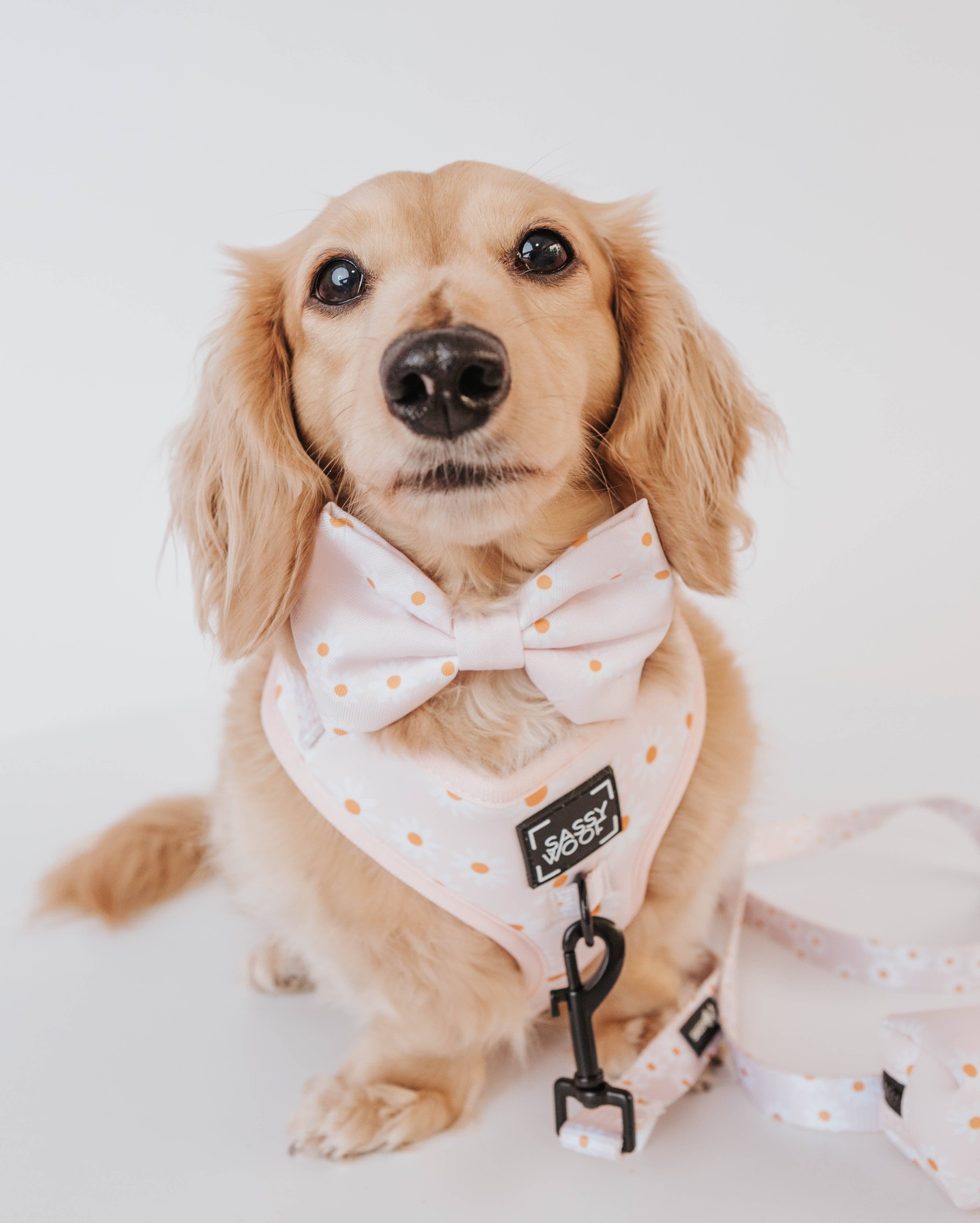 SASSY WOOF - Wholesale Pet Harness - Dog - Dog Adjustable Harness - Dainty Daisy5