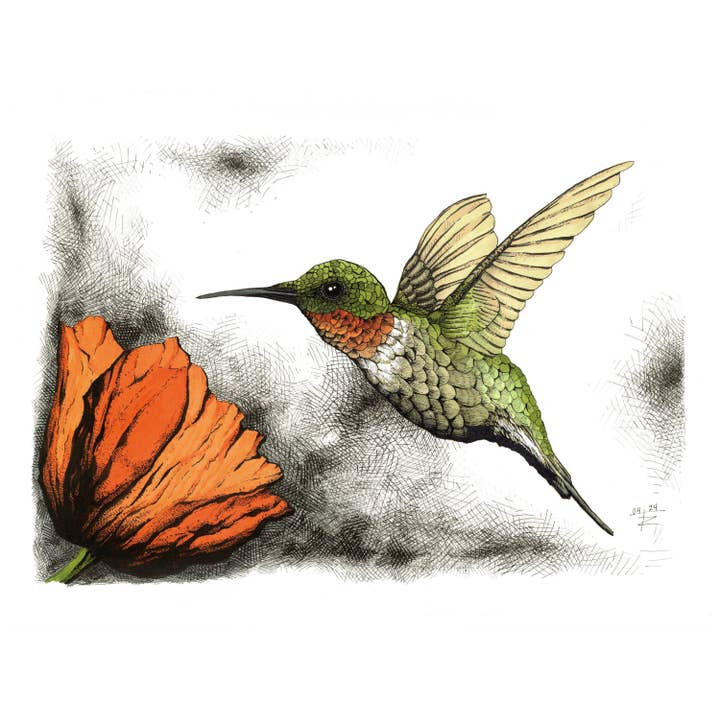 Tony Rubsam Illustrations – wholesale Konsttryck – Rubinhalsad kolibri & vallmopenna och bläckillustration