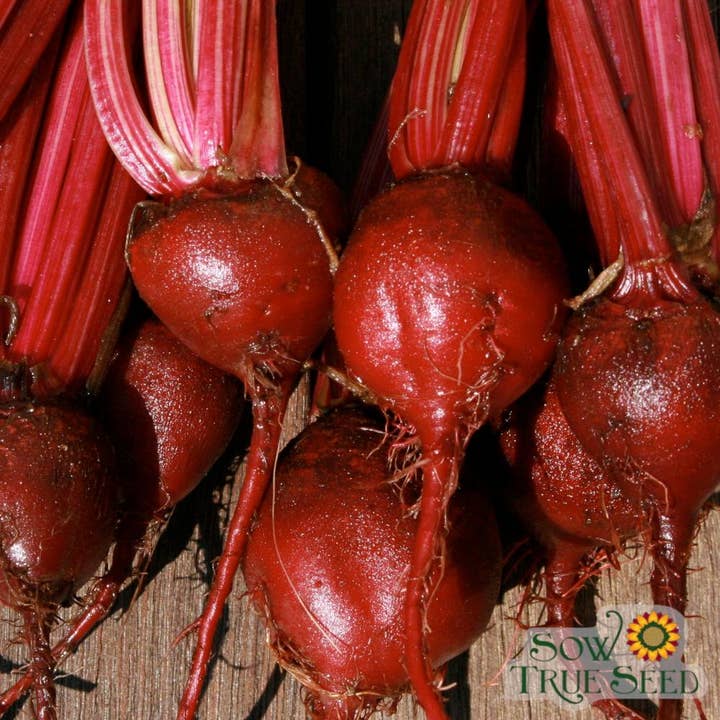 Sow True Seed - Wholesale Plant Seeds - Beet Seeds - Detroit Dark Red, ORGANIC2