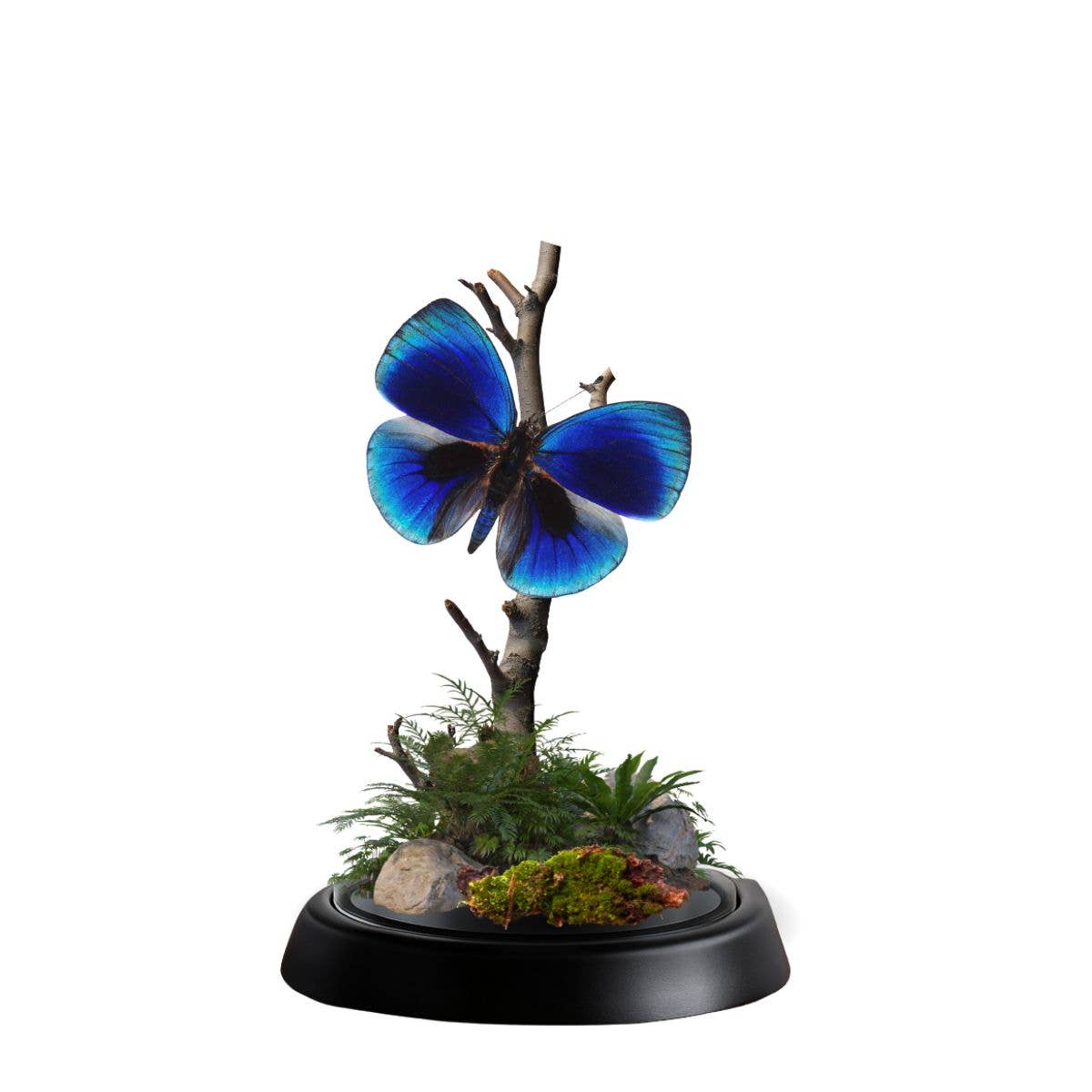 Instar Innovations - Vente Décorations de table - Diorama en forme de papillon - Diorama en forme de dôme de 6 x 4 pouces - 22