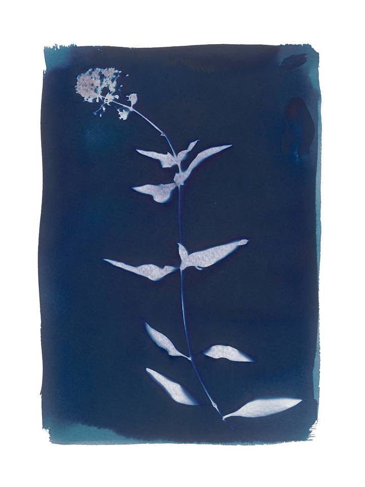 'Valerian No.1' Fine Art Giclee Print A4 voor wholesale door Made By McDuff