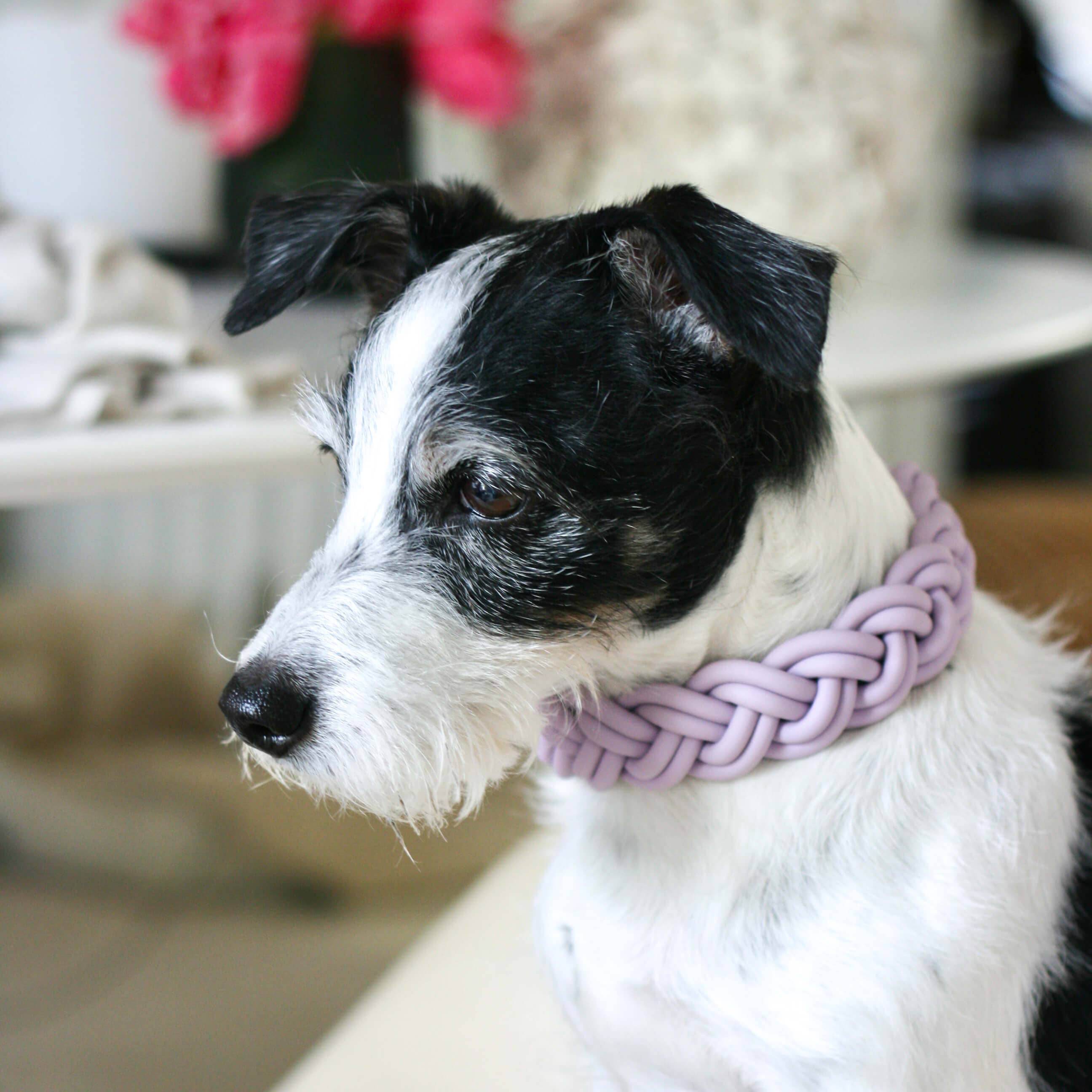 GASSI GLAMOUR - Wholesale Pet Collar - Dog - BioThane® Collar Lilac1