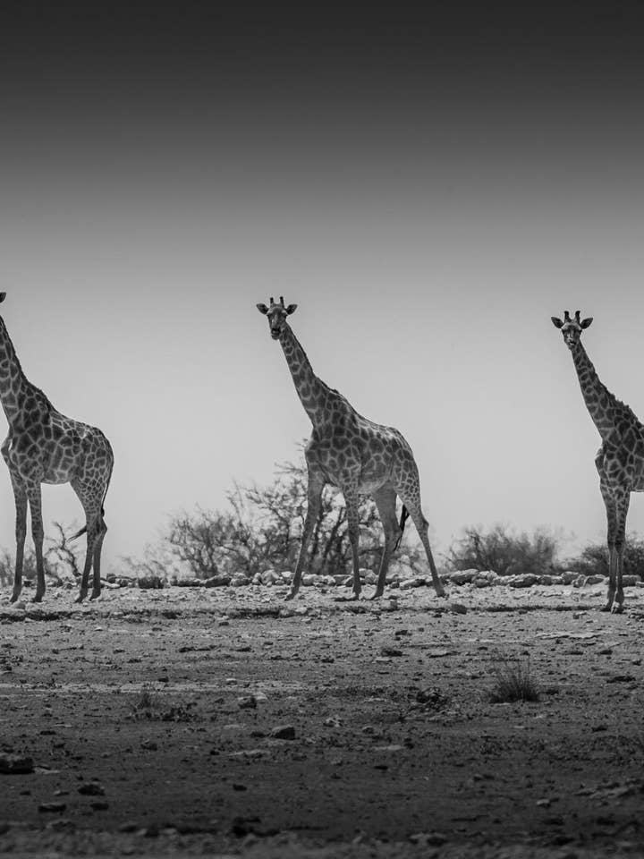 Flickor i stan för wholesale av Perspectives