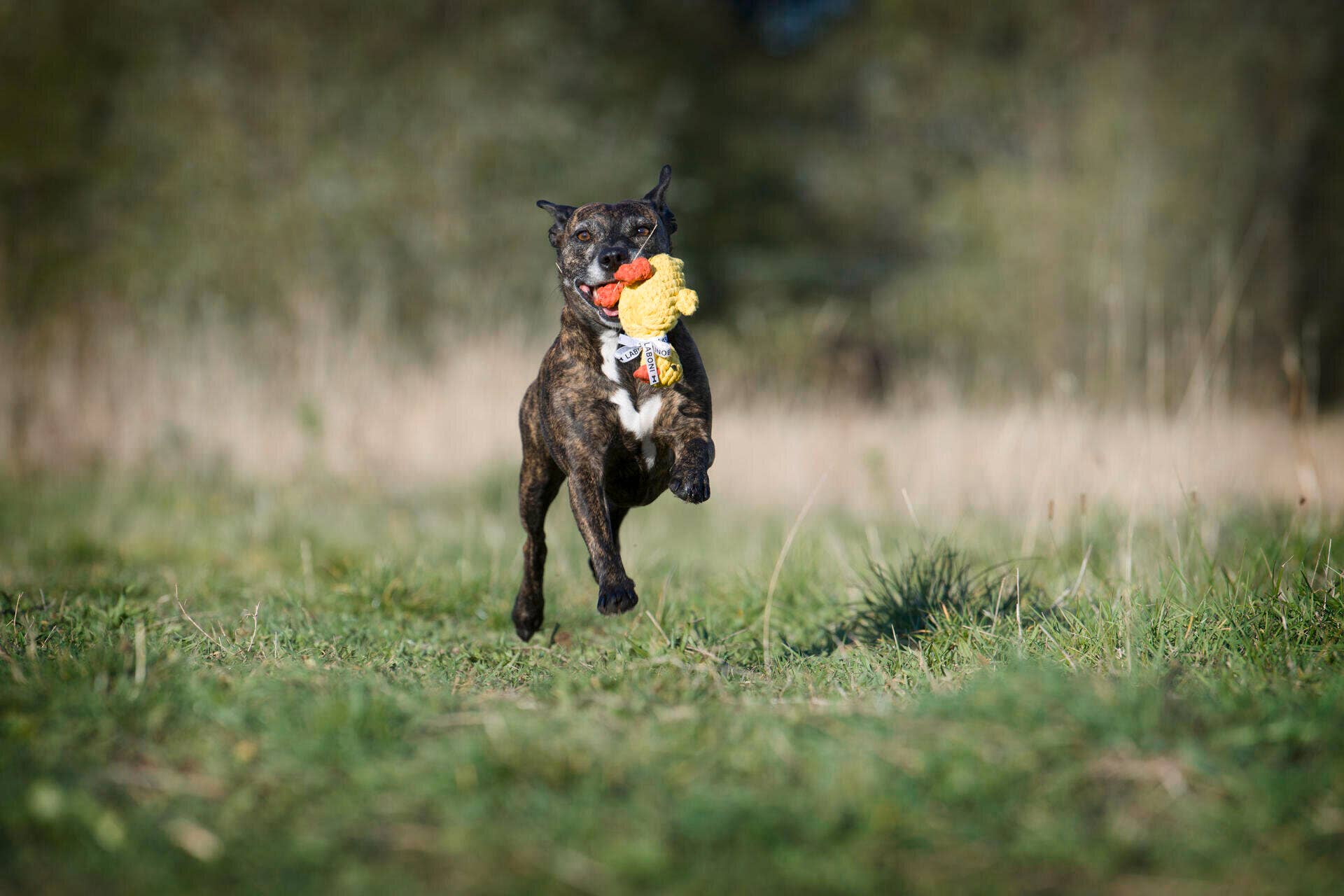 LABONI - Volentis GmbH – wholesale Pet rope toy – Dog – Emma Ente4