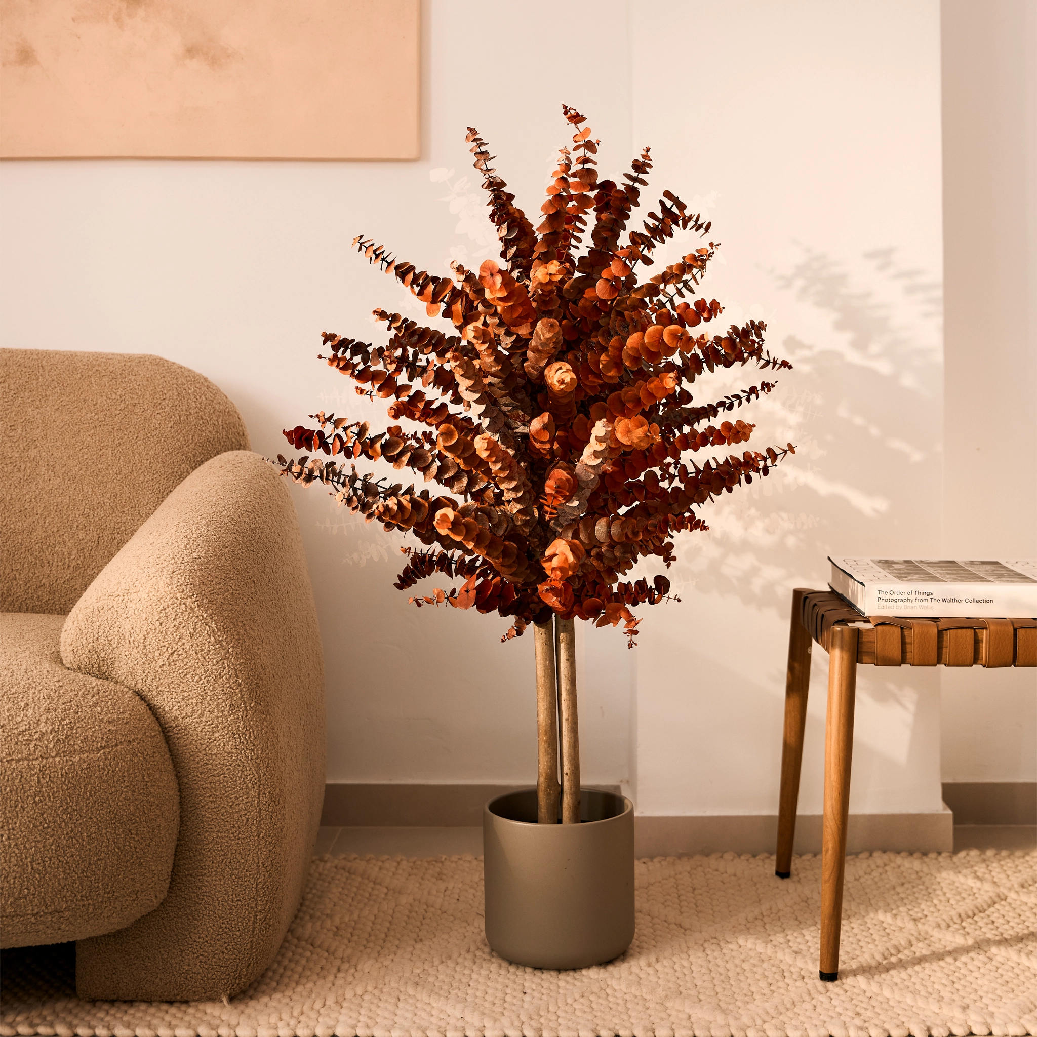 Maia Shop - Venta al por mayor Plantas artificiales - Árbol Eucalipto Preservado Baby5