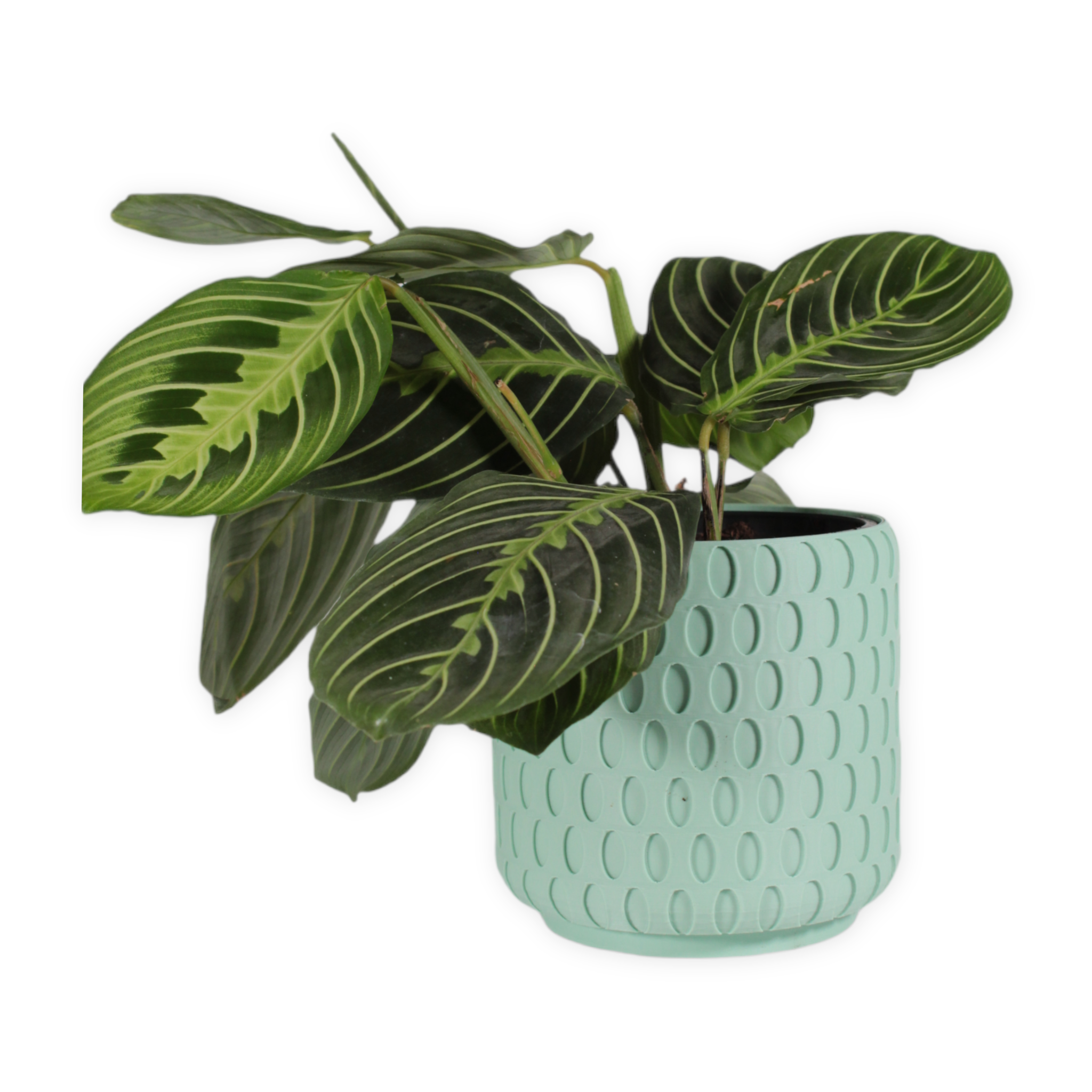 Leafprints.3d - Wholesale Plant Pot - The Bud - 4 Inch Planter with Drip Tray18