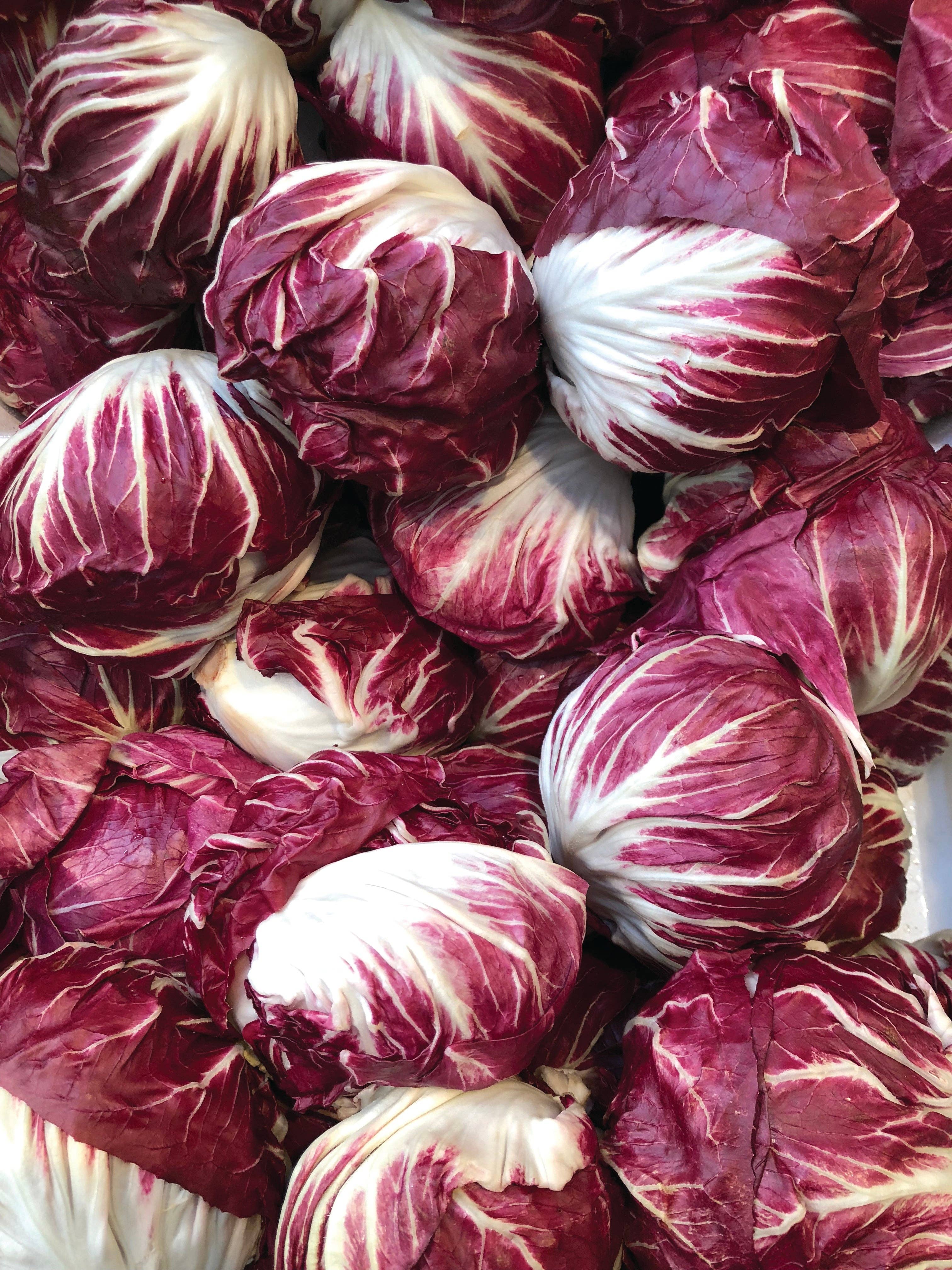 Bentley Seed Co. - Wholesale Plant Seeds - Cabbage-Red Acre 18604
