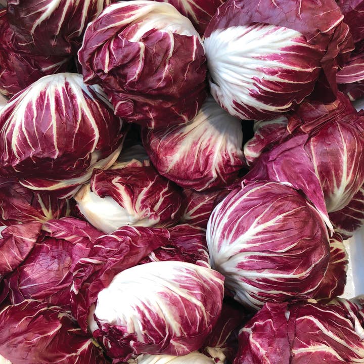 Bentley Seed Co. - Wholesale Plant Seeds - Cabbage-Red Acre 18604