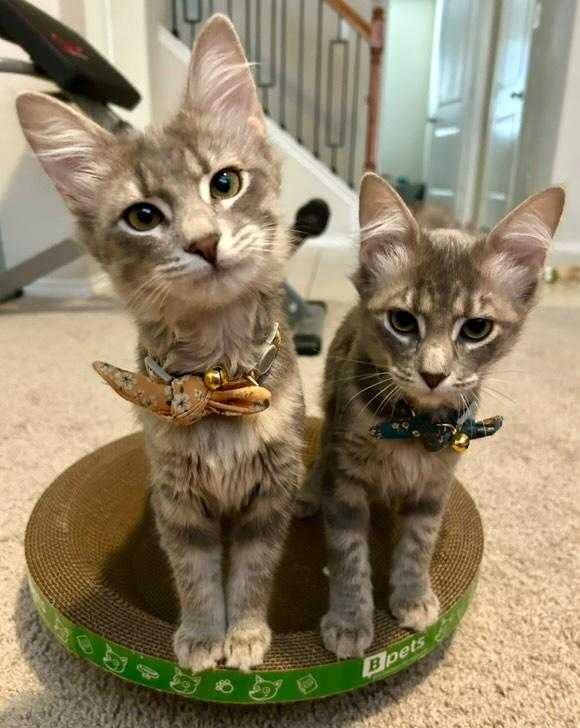 Designer Pet Products, LLC - Wholesale Pet Scratcher - Cat - Round Cat Scratcher 5 Pack

 (Copy) (Copy)2