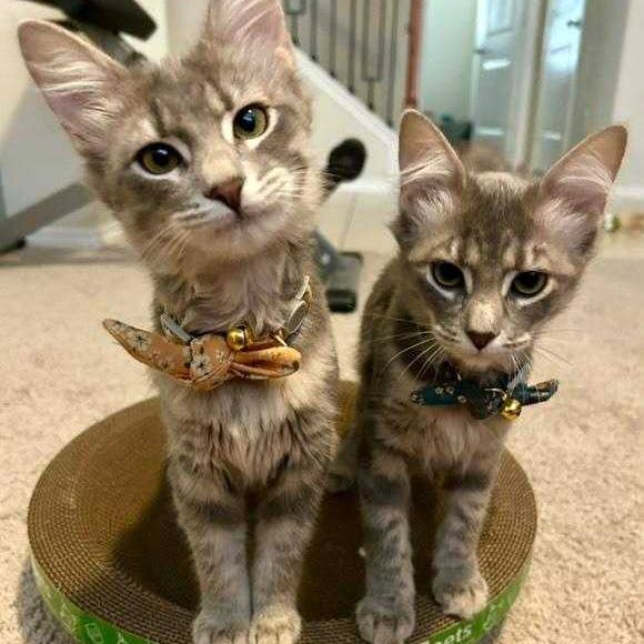 Designer Pet Products, LLC - Wholesale Pet Scratcher - Cat - Round Cat Scratcher 5 Pack
(Copy) (Copy)2