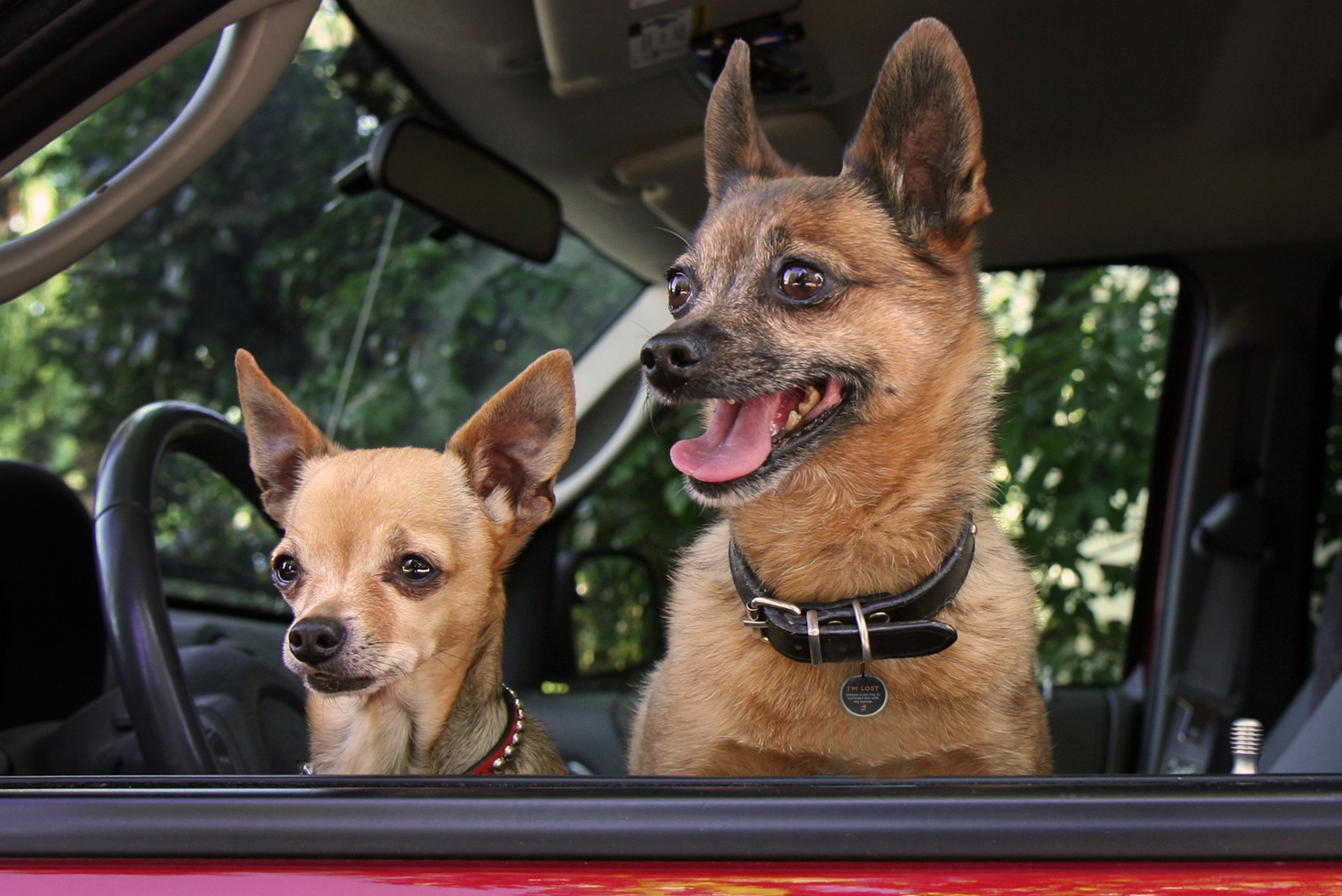 Hofman Animal Care - Wholesale Pet Collar - Cat/Dog - Spotted! Pro Dog & Cat S4