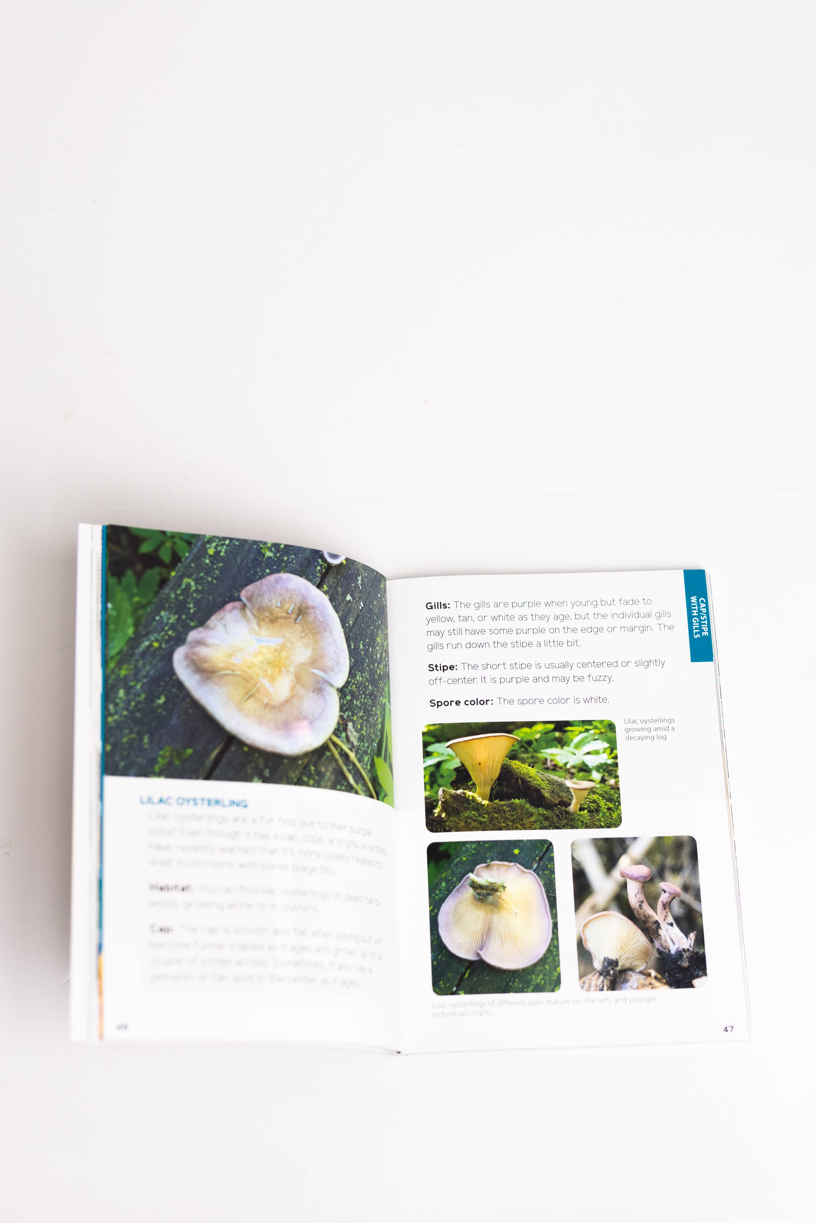 AdventureKEEN - Vente Nature et plein air - Champignons & Fungi pour les enfants3