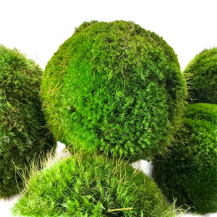Forever Green Art - Vente Décorations de table - Ensemble de boules de mousse préservée – assortiment de 12 pièces