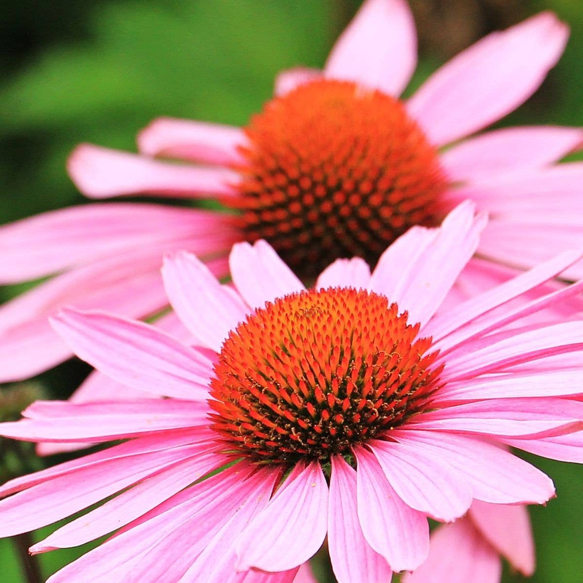 Sow the Magic - Wholesale Plant seeds - Strength in Echinacea Flower Tarot Seed Packet2