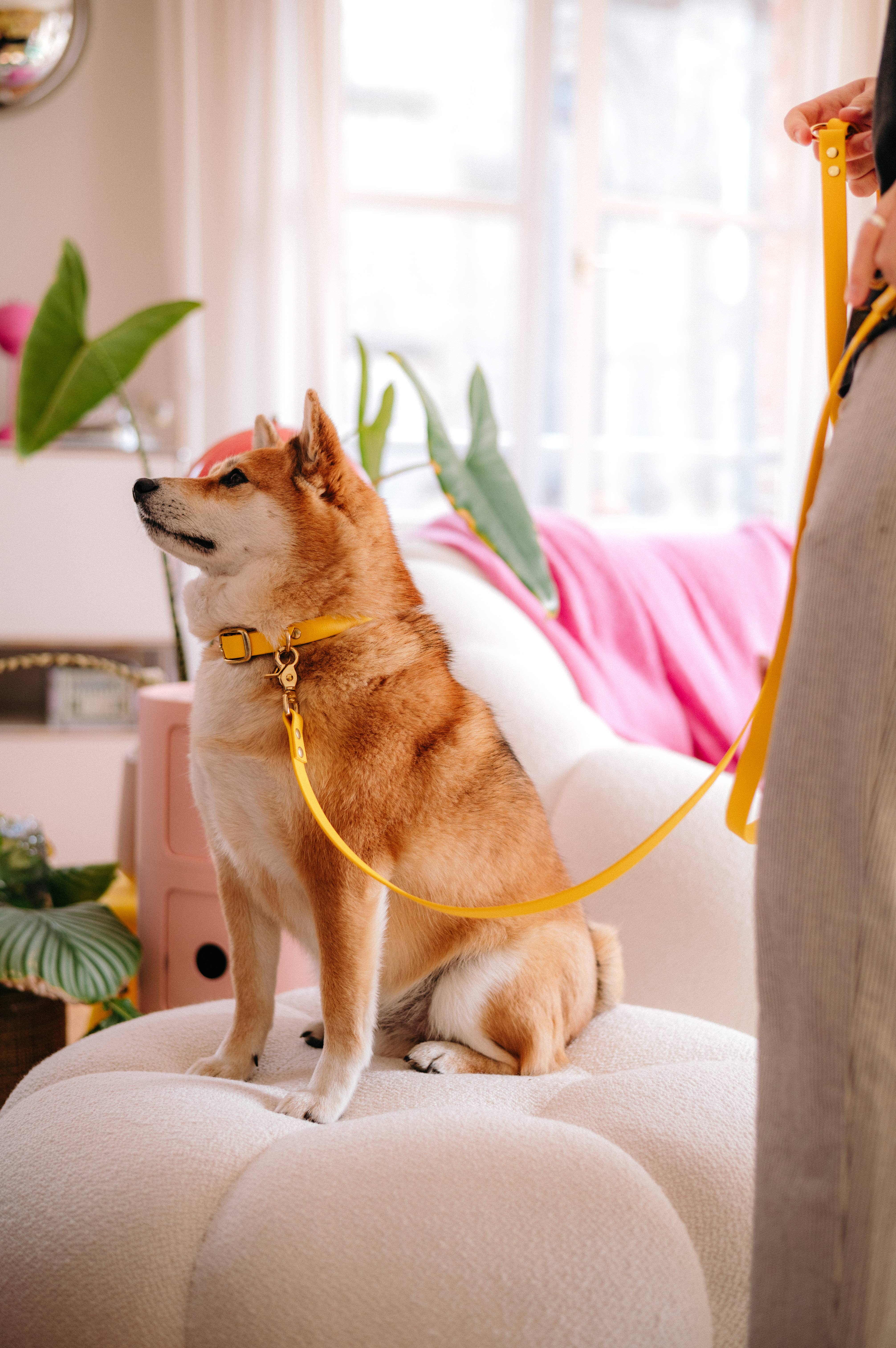 Oscar & co - Wholesale Pet Collar - Dog - Yellow waterproof Biothane dog collar2