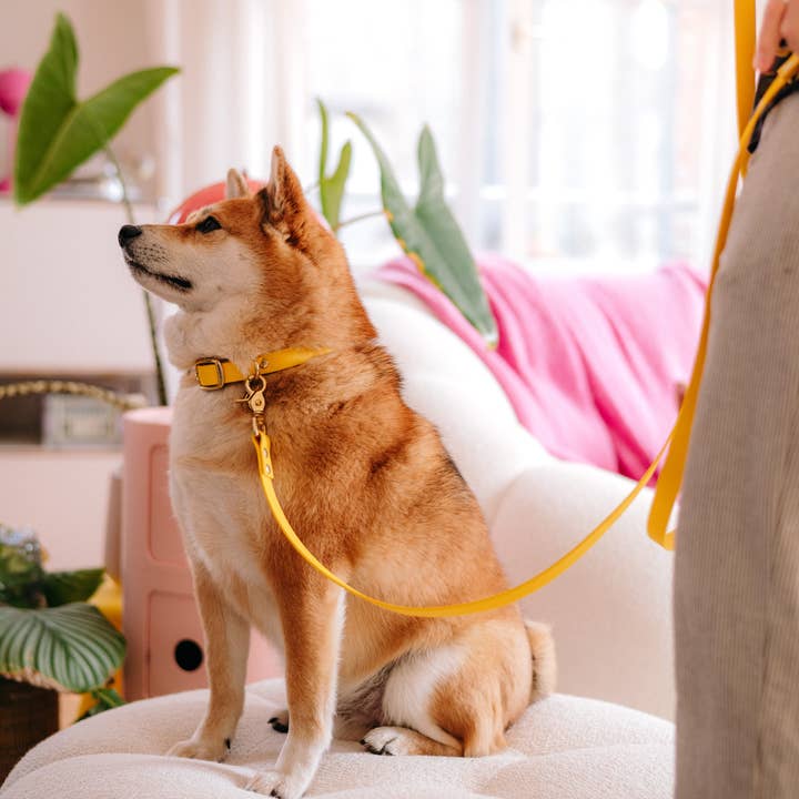 Oscar & co - Wholesale Pet Collar - Dog - Yellow waterproof Biothane dog collar2