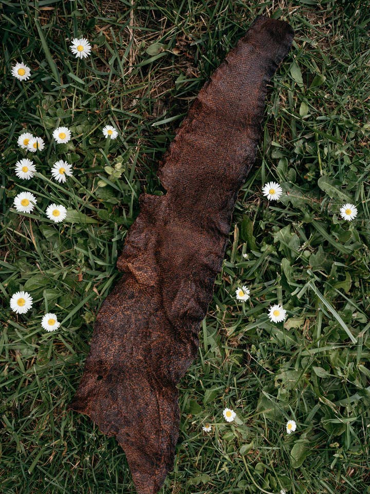 Ling Cod Leather - Whole Skin Piece, No Chemicals for wholesale by The Reclaim Cooperative