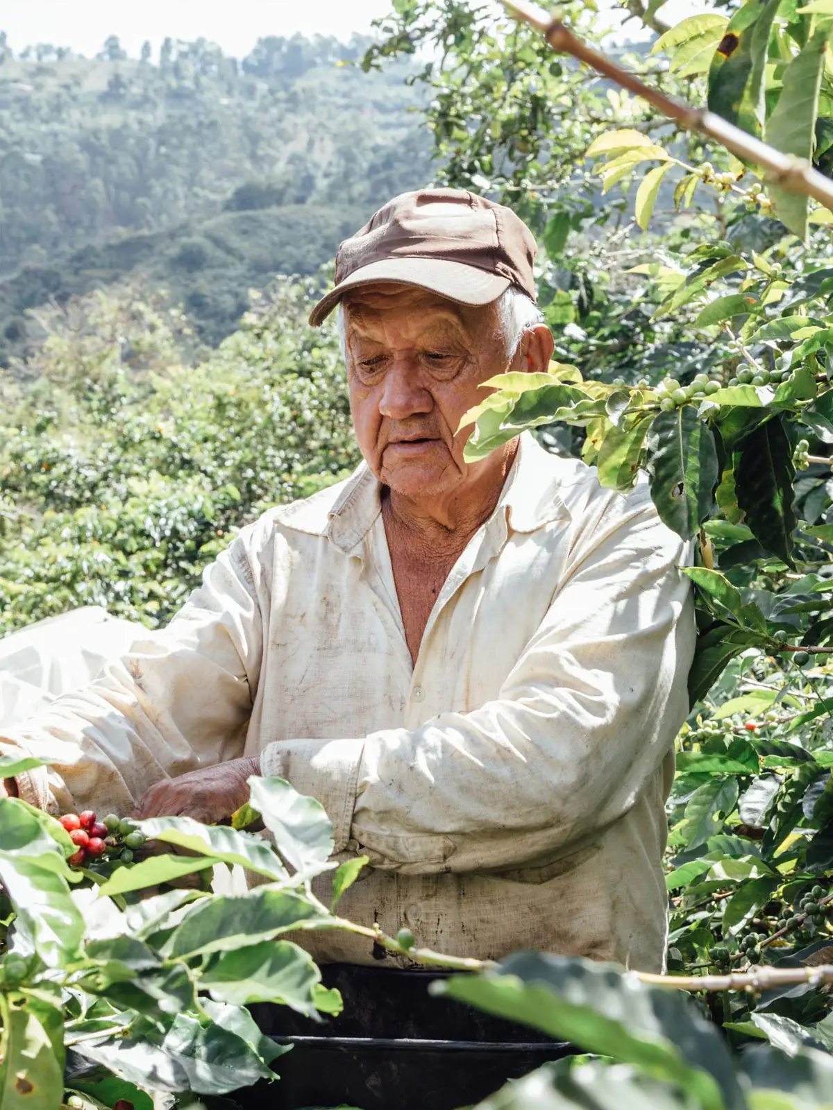 Methodical Coffee & Tea - Wholesale Coffee Beans - Colombia, Jaime Lopez1