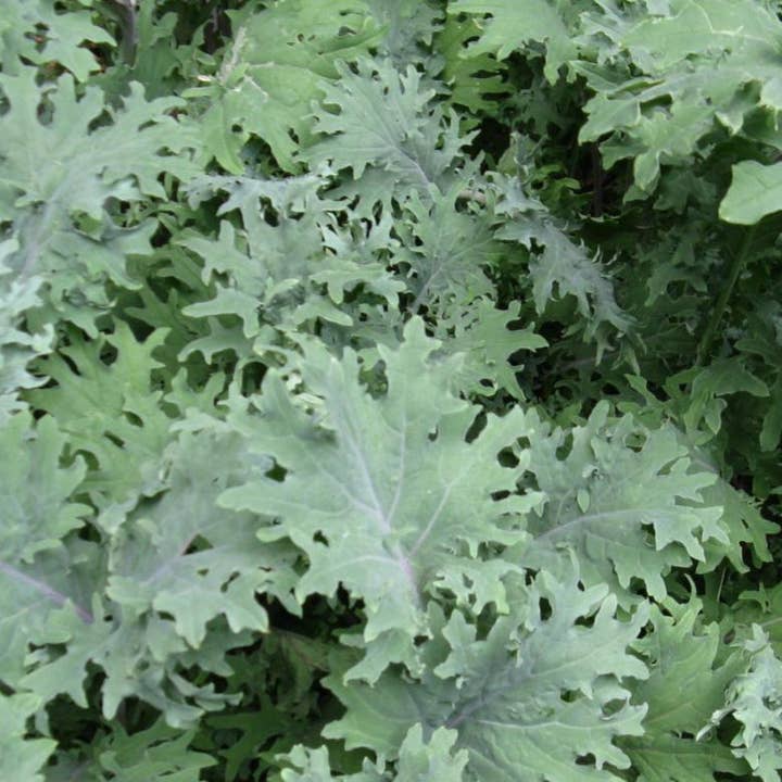 Kale Seeds - Red Russian for wholesale by Sow True Seed