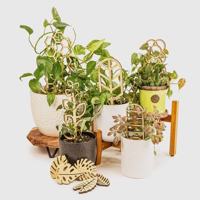 Floratrel - Wholesale Trellis - Floratrel Favorites Indoor Plant Trellis Collection0