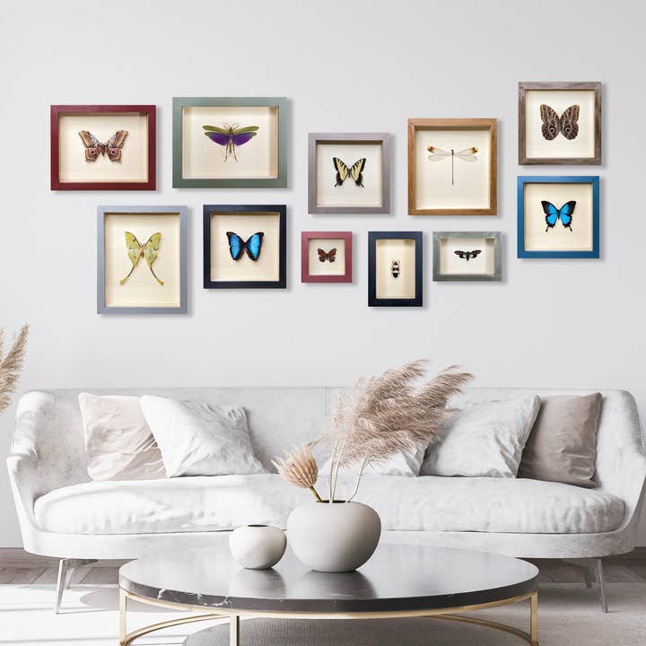 Green Beetle Shop - Wholesale Wall Accent - Mother-of-Pearl Butterfly Shadowbox
