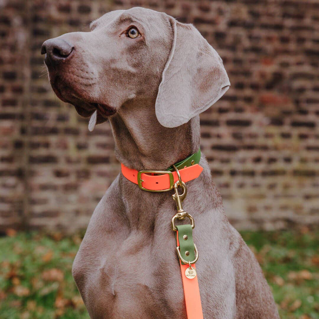 Hey Lana – trela - Cão por atacado – Coleira para exterior ajustável em 3 posições - 230 cm9