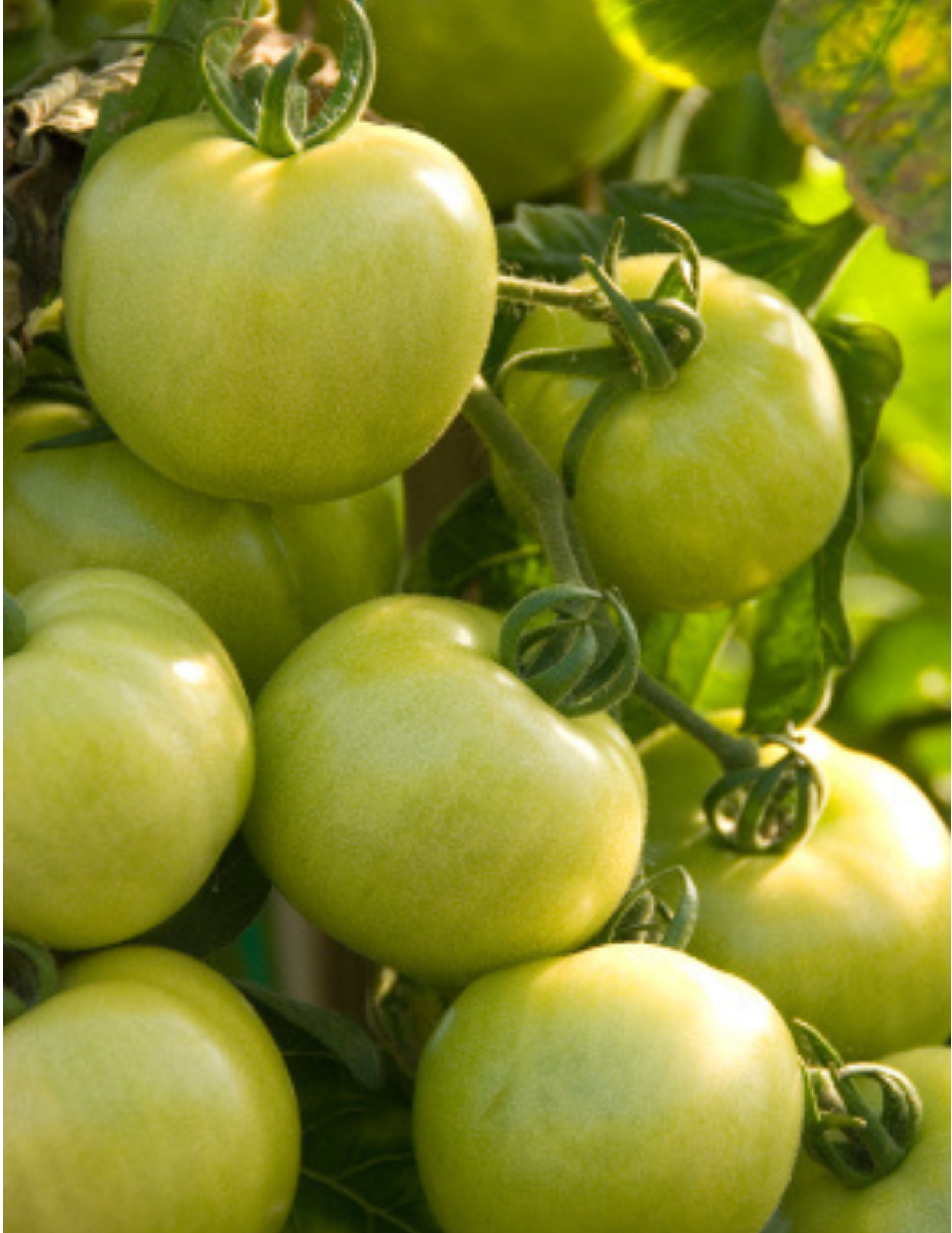 Julia's Southern Foods, LLC - Vente Mélange pour pain - Mélange Ta-Maters (tomates) vertes frites, chiffon de 9 oz1