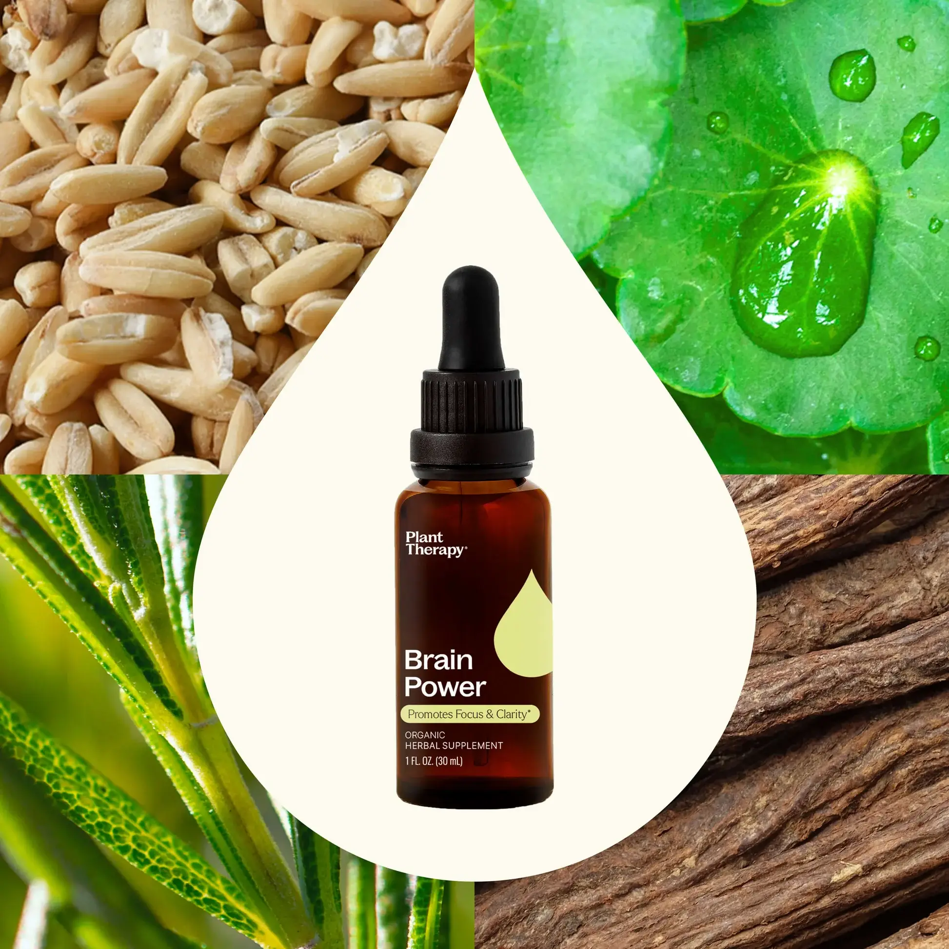 Plant Therapy - Vendita all'ingrosso Tinture - Integratore Erboristico Biologico Brain Power 30 mL2