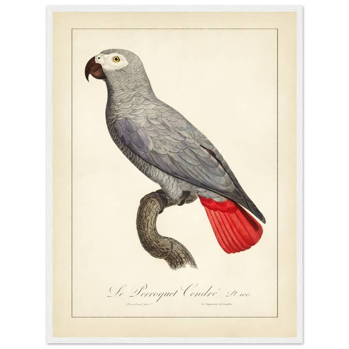Maison de Paloma - Wholesale Art Print - Le perroquet cendré18