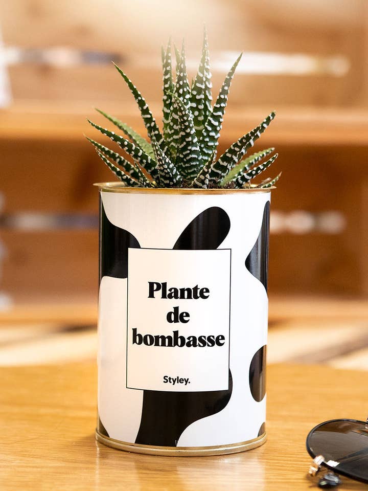 Planta De Bombón - Cactus para venta al por mayor de Styley