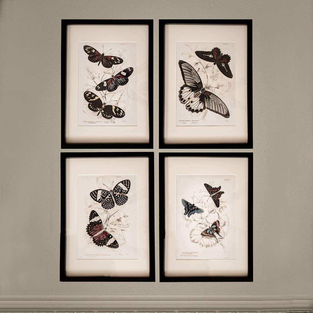 Coultura - Wholesale Gallery Wall Set - Framed Set of Four Vintage Butterfly Art Prints 02 (Black Noir Frame Collection)