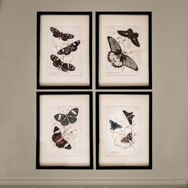 Coultura - Wholesale Gallery Wall Set - Framed Set of Four Vintage Butterfly Art Prints 02 (Black Noir Frame Collection)0