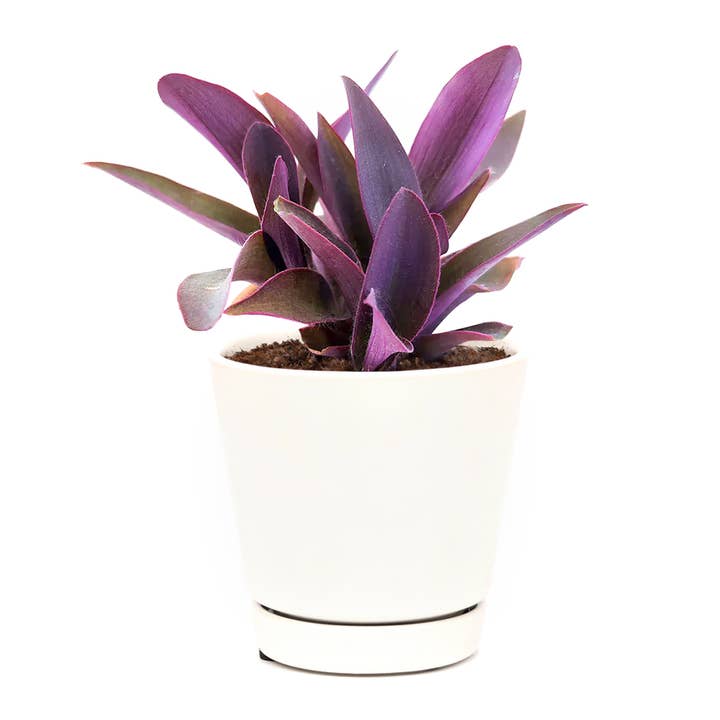 Best Plant Friend - Wholesale Live Plant - Purple Heart Tradescantia Pallida - Wandering Jew 2/4/6 inch