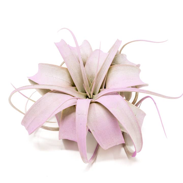 Air Plant Shop - Wholesale Live Plant - Color Enhanced Tillandsia Mini Xerographica Air Plants0
