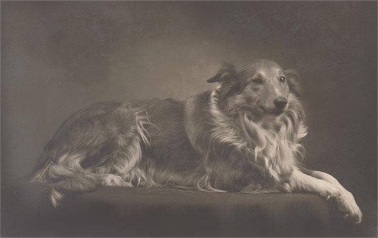 Found Image Press - Wholesale Stationery/Notecard Set - Greeting Card DG-214 Collie0