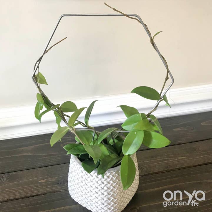 Steel Hexagon Honeycomb Plant Trellis for wholesale by On Ya Garden