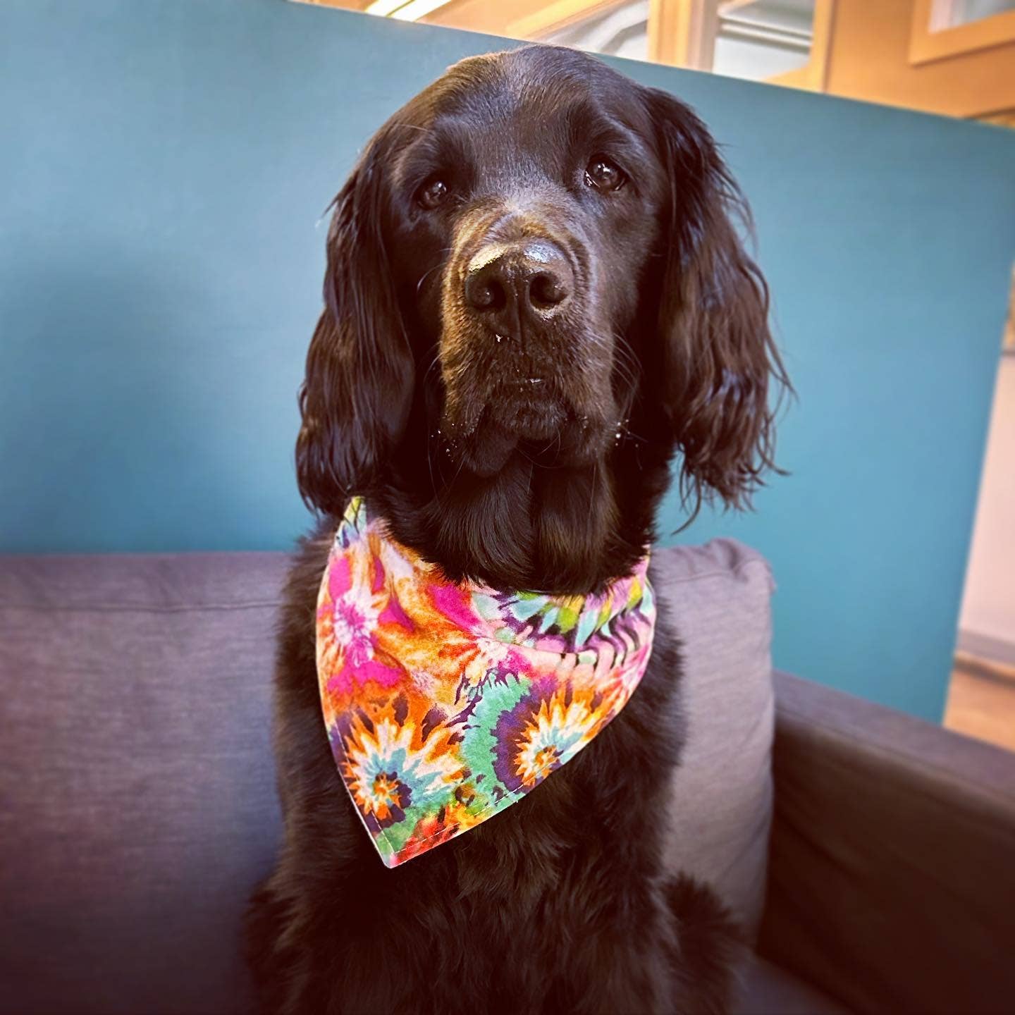 BibbyBubby - Wholesale Pet Bandana - Dog - Rainbow Tie Dye Dog Bandana (Snap-on, adjustable, 3 sizes)1