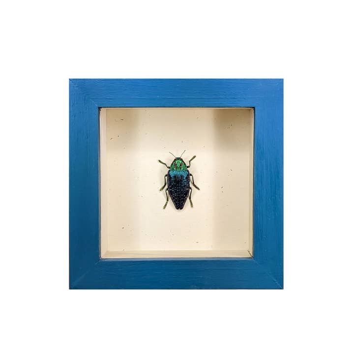 Sapphire Jewel Beetle Shadowbox and other Purchase Wholesale shadowbox. Free Returns & Net 60 Terms on Faire trending on Faire.