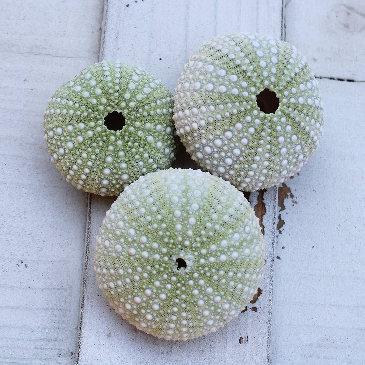 California Seashell Company - Wholesale Decorative Tabletop Object - Green Mexican Sea Urchin - 1-3"1