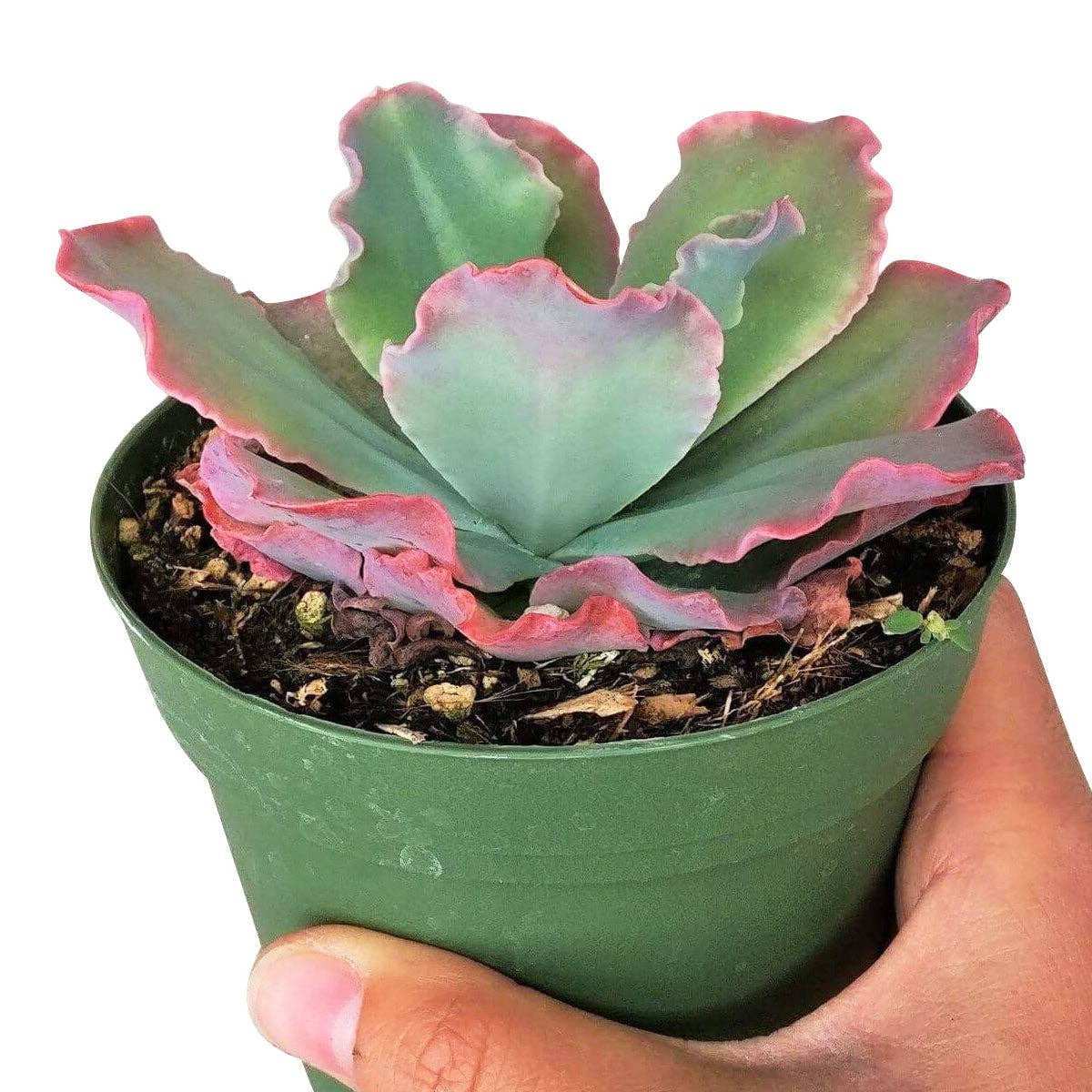 Best Plant Friend - Wholesale Succulent - Echeveria Crinoline Ruffles - Gorgeous Live Succulents 4in1