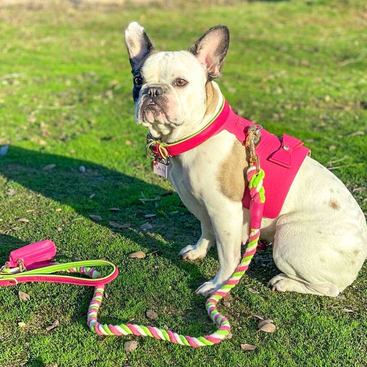 PoisePup - Vente Harnais – chien - HARNAIS - CANDY SWIRL8